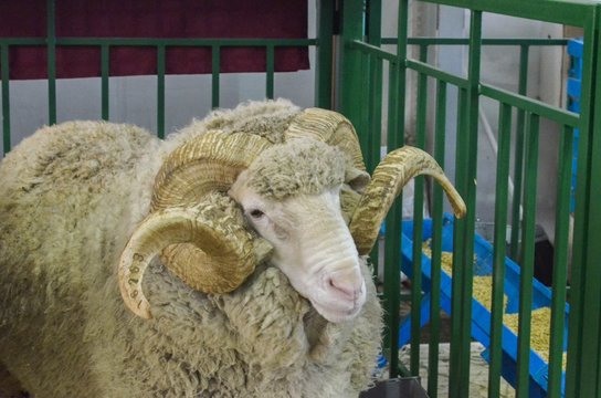 Баран Images – Browse 402 Stock Photos, Vectors, and Video | Adobe Stock