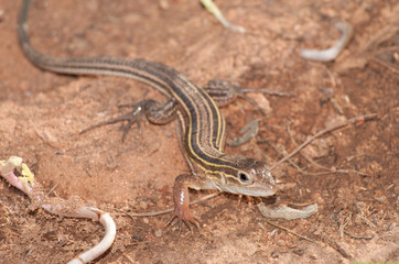 Six-lined Racerunner whiptail