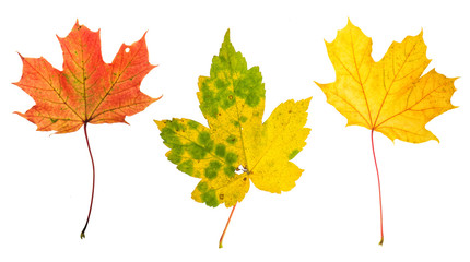 Autumn red green yellow maple leaves white background