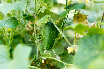 Obraz premium ripe cucumber in the garden