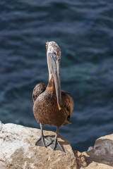 Brown pelican