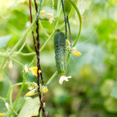 ripe cucumber in the garden