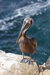 Brown pelican