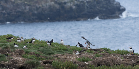 Obraz premium Birds on shore, Newfoundland, Canada
