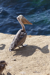 Brown pelican