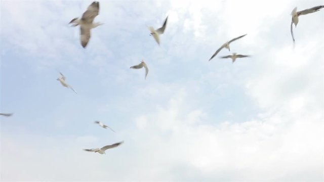 Seagulls catches food in the sky on a clear day, slow motion, view from below