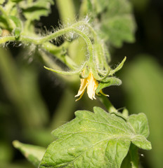 tomato flower in the garden