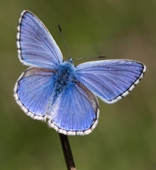 Macrophotographie d'insecte: Argus bleu céleste (Polyommatus bellargus) 