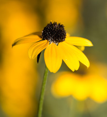 beautiful yellow flower in nature