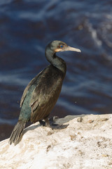Brandt's Cormorants