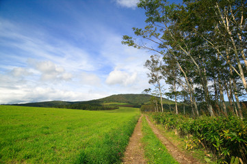 白樺の並木　草原の田舎道