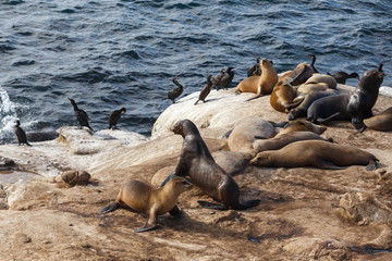 California Sea Lions