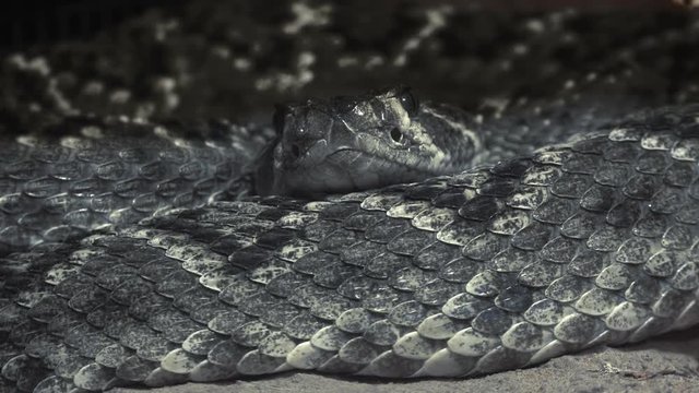 close up of an a snake with its head, Ultra hd 4k, real time