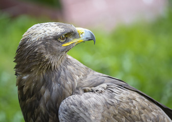 Obraz premium Large eagle looking over his shoulder