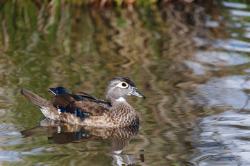 Fototapeta premium Wood Duck