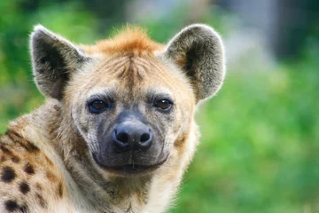 Foto op Canvas hyena © dk0501