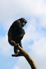 チンパンジーと空