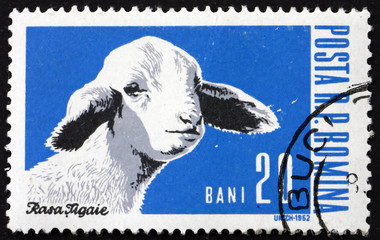 Obraz premium Postage stamp Romania 1962 Sheep