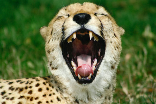 口を開けるチーター