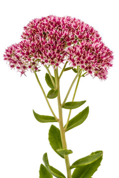 Inflorescence of flowers stonecrop close-up, lat. Sedum spectabi