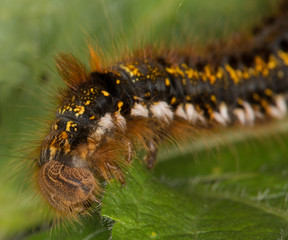 Macrophotographie d'insecte: Buveuse (Euthrix potatoria)