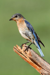 Female Eastern Bluebird