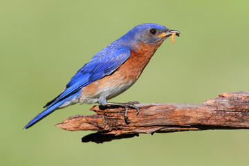 Eastern Bluebird