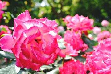 大輪の薔薇(聖火)