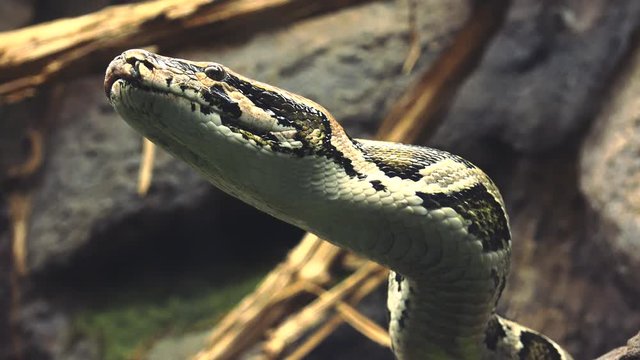 close up of an a snake with its head, Ultra hd 4k, real time