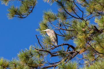 Hiking the Bismarck Lake Trail in Northern Arizona.