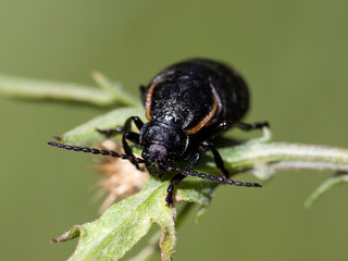 Macrophotographie d'un insecte: Carabe des bois (Carabus nemoralis)