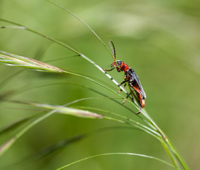 Macrophotographie d'un insecte: Cantharide commune (Cantharis fusca)