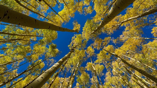Time-lapse of fall-colored aspen grove swaying in the breeze. Shadows dance on tree trunks