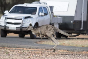 Aluminium Prints Kangaroo kangaroo crossing road