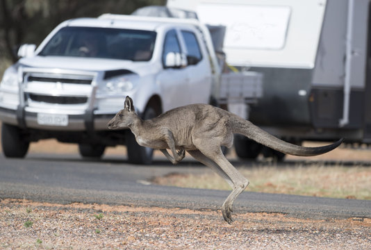 kangaroo crossing road