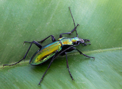 Macrophotographie d'un insecte: Carabe splendide (Chrysocarabus splendens)
