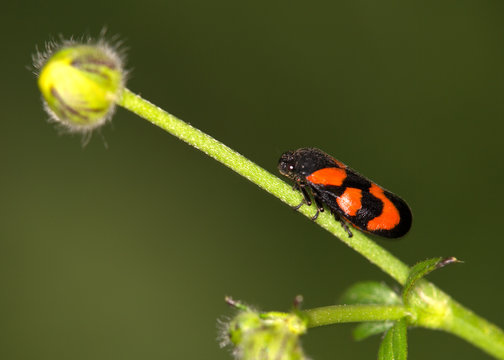 Macrophotographie d'un insecte: Cercope sanguin (Cercopis vulnerata)