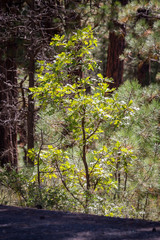 Hiking the Bismarck Lake Trail in Northern Arizona.