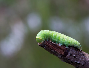 Macrophotographie d'un insecte: Chenille d'Orthosia incerta (Inconstante)