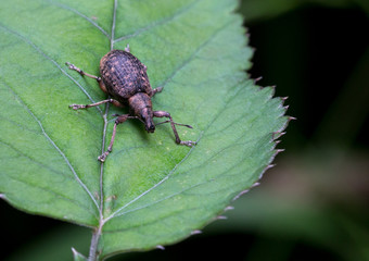 Macrophotographie d'un insecte: Charançon éperonné (Phyllobius calcaratus)