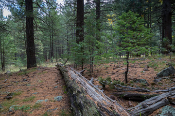 The Inner Basin Trail in Flagstaff Arizona.