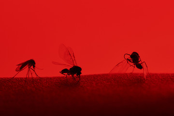 three insect sit on skin
