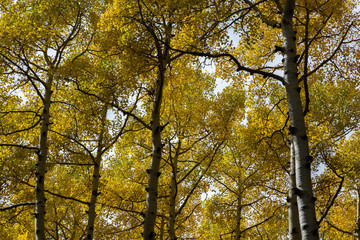 The Inner Basin Trail in Flagstaff Arizona.