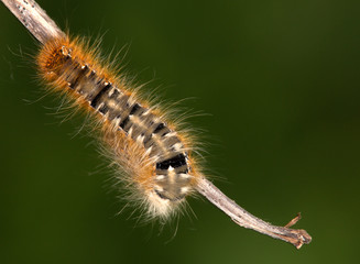 Macrophotographie d'un insecte: Chenille de Bombyx du chêne (Lasiocampa quercus)