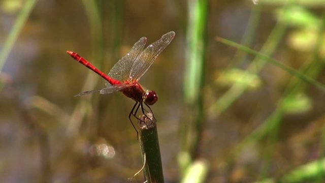 red dragonfly resting