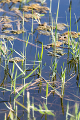 reeds on the water in the lake in nature