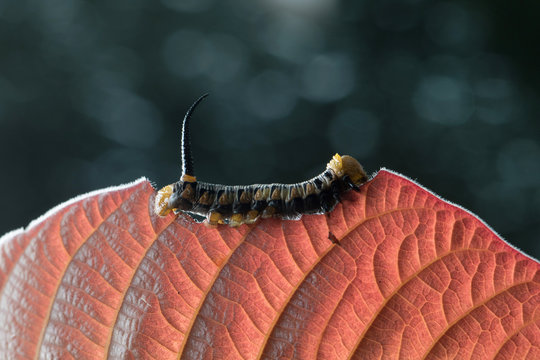 Caterpillar in Southeast Asia.