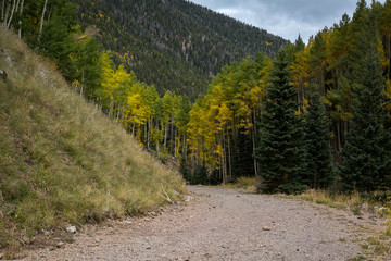 Fototapeta premium The Inner Basin Trail in Flagstaff Arizona.