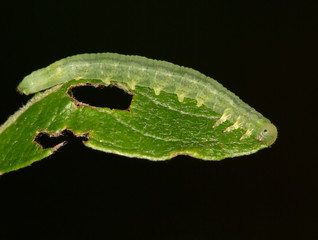 Macrophotographie d'un insecte: Chenille de la Xanthie cannelée (Agrochola lychnidis)
