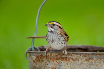 White-throated Sparrow in a Bucket 2